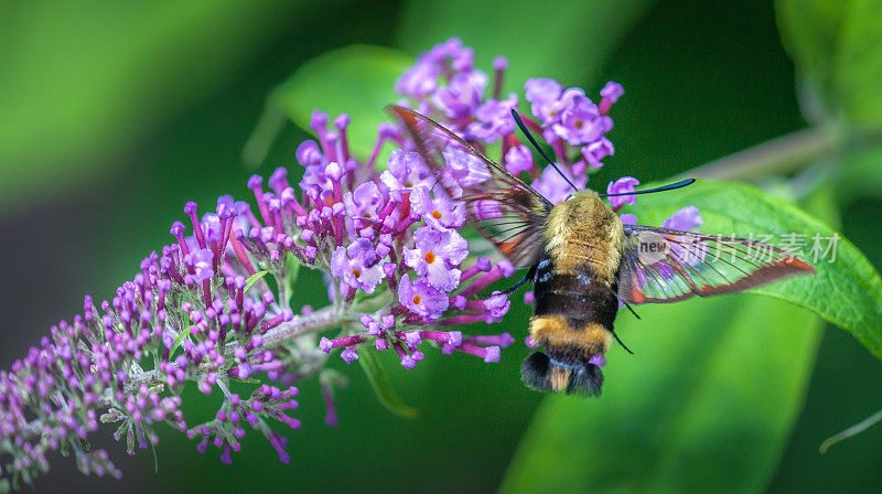 金银花狮身人面像(Hemaris diffinis)，雪莓清。